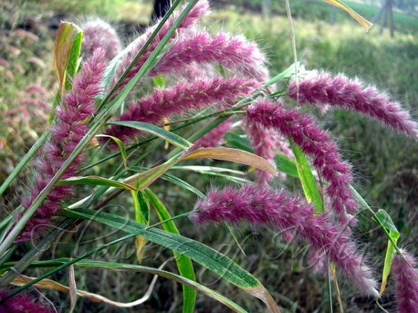 Deenanath Grass